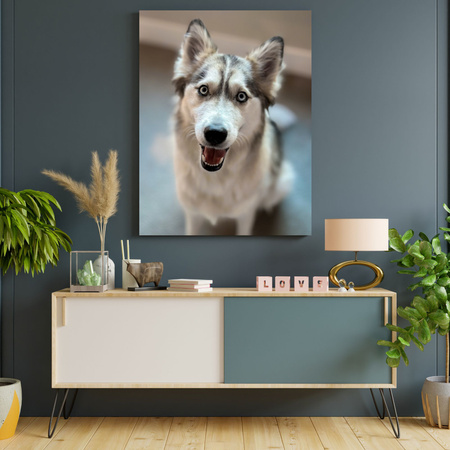 Obraz na plátně Zvířata Husky pes 30x40 cm