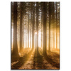 Obraz na plátně Slunce v lese Světlo stromu 50x70 cm