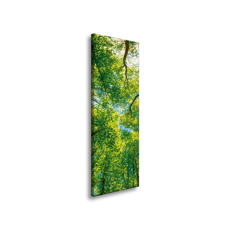 Obraz na plátně Stromy Listí Příroda Lesní pramen 40x120 cm