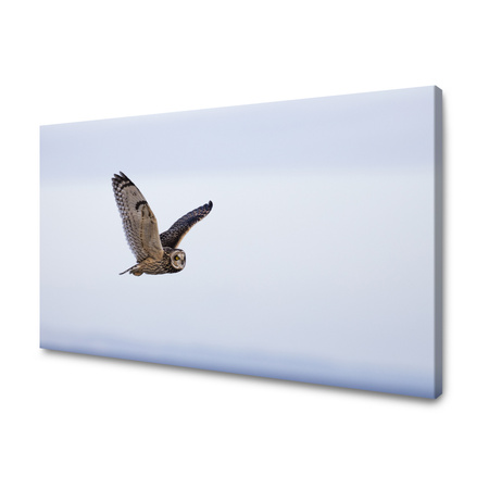 Obraz na plátně Zvířátka sova 40x30 cm