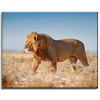 Obraz na plátně Lion Walking on the Savannah Grass 50x40 cm