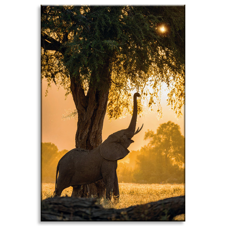 Obraz na plátně Posing Elephant Savannah Sunset 80x120 cm