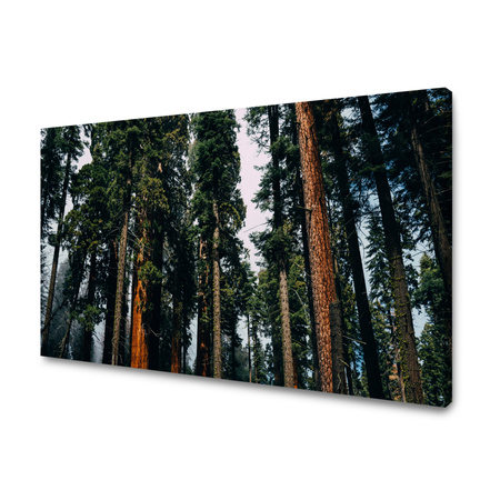 Obraz na plátně přírodní les 40x30 cm