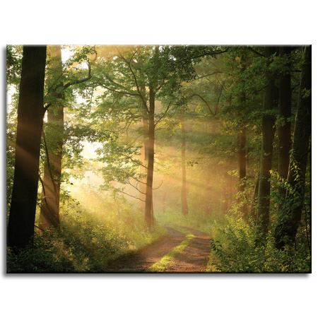 Obraz na plátně Sunlight Forest Path Nature 40x30 cm