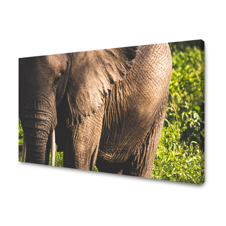 Obraz na plátně Zvířata Elephant 40x30 cm