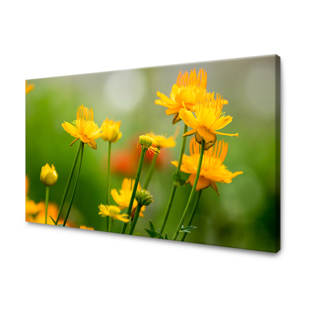 Obraz na plátně Botanika Žluté květy 40x30 cm