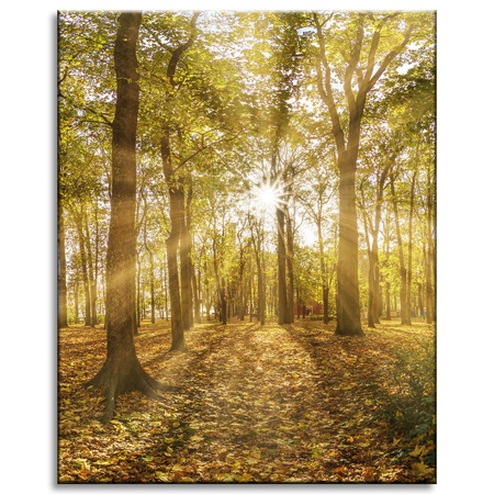 Obraz na plátně Slunce mezi stromy v lese 40x50 cm