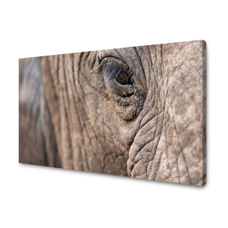 Obraz Zvířata Sloní oko 40x30 cm