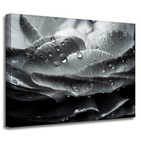 Obraz na plátně Botanika Květ v kapkách rosy 40x30 cm