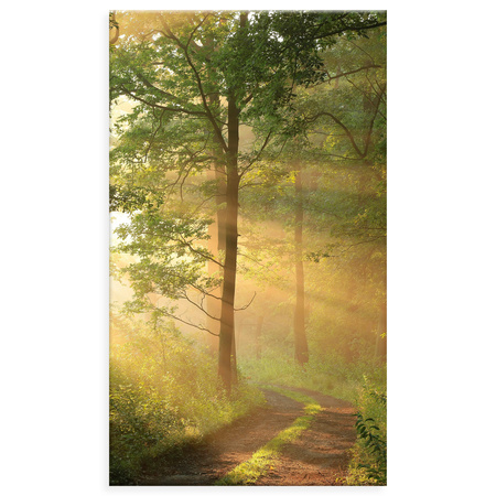 Obraz na plátně Sunlight Forest Path Nature 70x120 cm