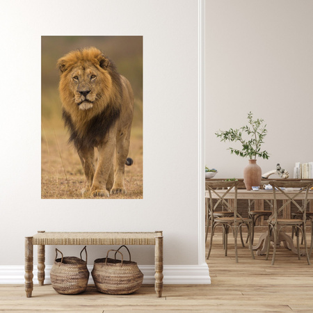 Obraz na plátně Lion Nature Savannah Wildness 80x120 cm