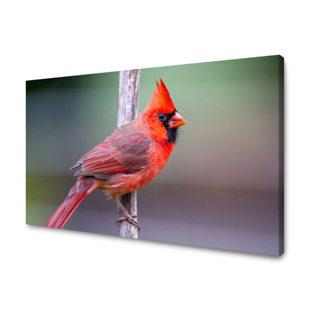 Obraz Zvířata kardinál pták 40x30 cm