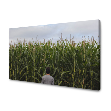 Obraz na plátně Příroda Kukuřičné pole 100x80 cm