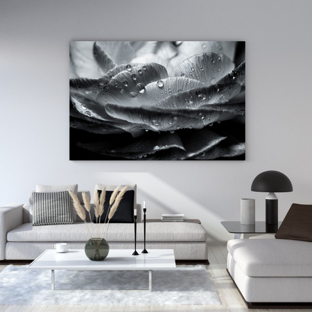 Obraz na plátně Botanika Květ v kapkách rosy 40x30 cm