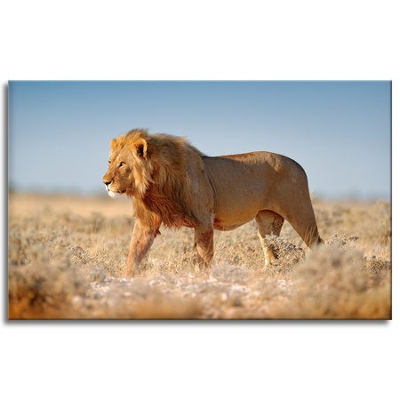 Obraz na plátně Lion Walking on the Savannah Grass 80x50 cm