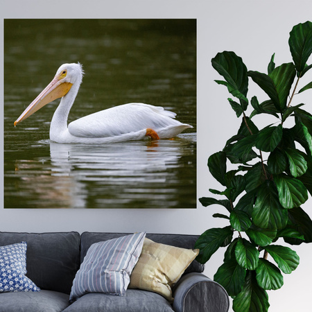 Obraz Pelikán zvířátka 40x40 cm