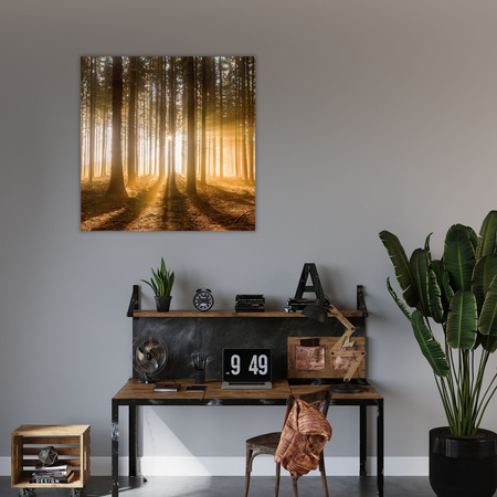 Obraz na plátně Slunce v lese Světlo stromu 80X80 cm