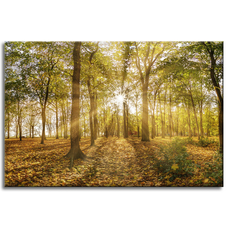 Obraz na plátně Slunce mezi stromy v lese 60x40 cm
